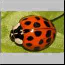 Harmonia axyridis - Asiatischer Marienkaefer 12.jpg